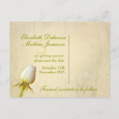 日付はがきホワイトローズ独身のバドの保存 案内ポストカード (裏面)