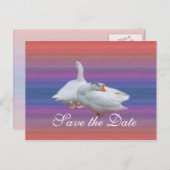 日付を保存し、白いガチョウを2つ背景にファンシーする 案内ポストカード (正面/裏面)