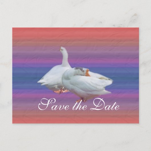 日付を保存し、白いガチョウを2つ背景にファンシーする 案内ポストカード (正面)