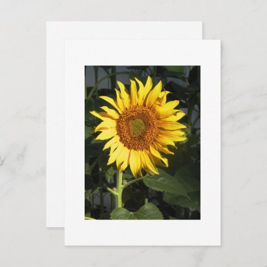 日付カードを保存する黄色のひまわり 案内ポストカード (正面/裏面)