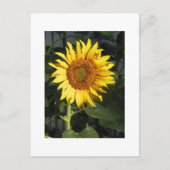 日付カードを保存する黄色のひまわり 案内ポストカード (正面)