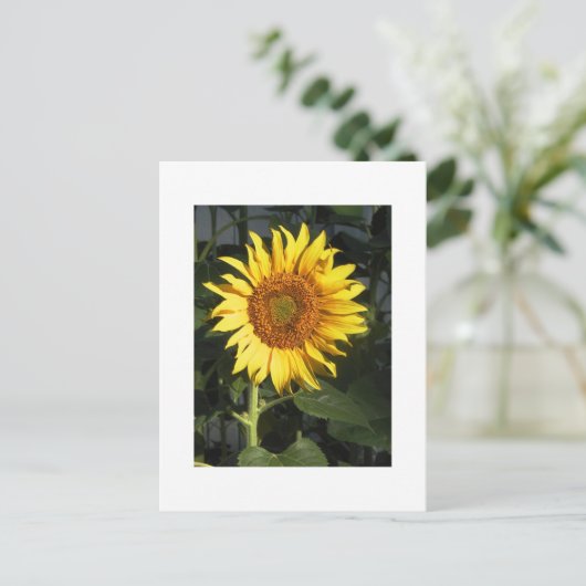 日付カードを保存する黄色のひまわり 案内ポストカード (スタンド正面)