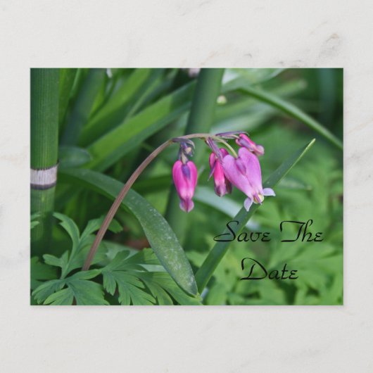 日付ポストカードの保存 案内ポストカード (正面)