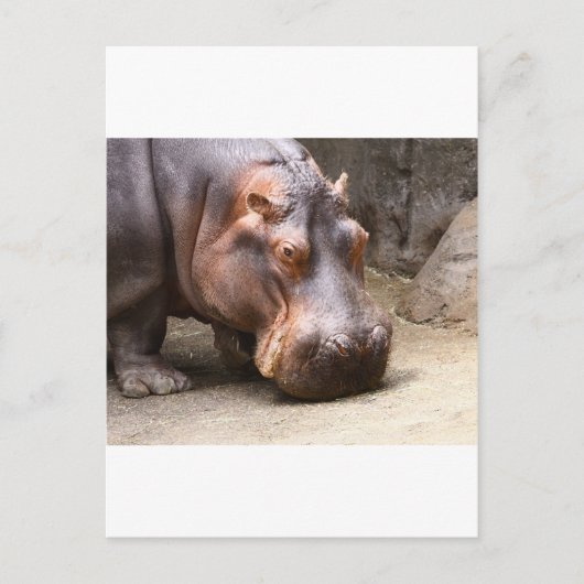 日保 ポストカード (正面)