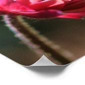 日光が差し込む赤い花 ポスター (角)