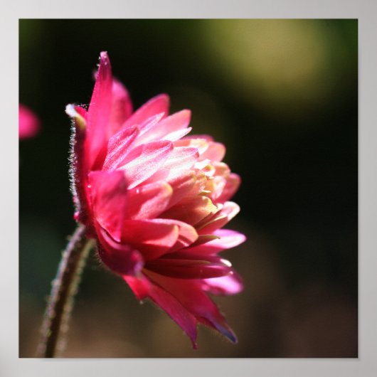 日光が差し込む赤い花 ポスター (正面)