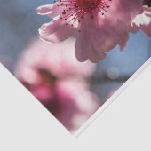 日光でバックライトを当てられるピンクの桜 薄葉紙 (詳細)