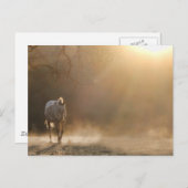 日光に当たる贈り物で美しい馬 ポストカード (正面/裏面)