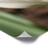 日光に白いチューリップの花 ポスター (角)