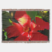 日光に赤いハイビスカスの花