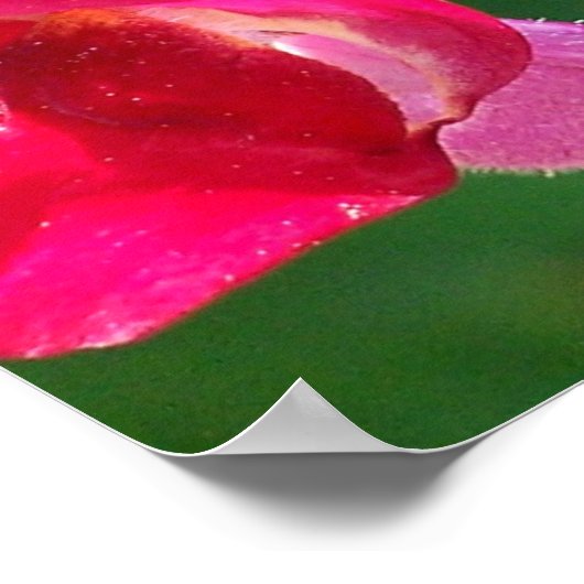 日光に赤い花 ポスター (角)