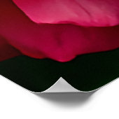 日光に鮮やか咲くピンクのバラのクローズアップ ポスター (角)