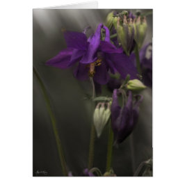 日光のオダマキ（植物）