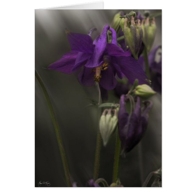 日光のオダマキ（植物） (正面)