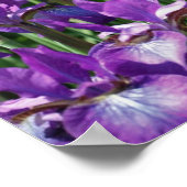 日光の下に紫色の髭を持つ虹彩の花 ポスター (角)