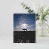 日光の下の牛 ポストカード (スタンド正面)