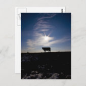 日光の下の牛 ポストカード (正面/裏面)