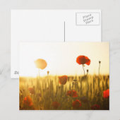 日光の中でポピーの花 ポストカード (正面/裏面)