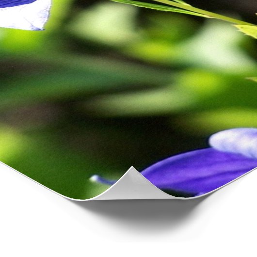 日光の中で青い風船の花 ポスター (角)