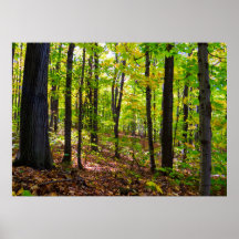 日光の中のカナダの森