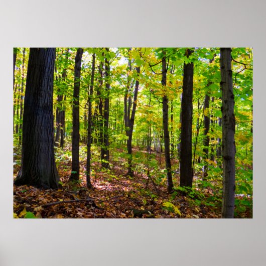 日光の中のカナダの森 ポスター (正面)