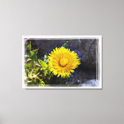 日光の中のタンポポ キャンバスプリント (正面)