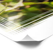 日光の中のタンポポ フォトプリント            (角)