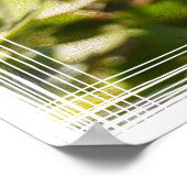 日光の中のタンポポ ポスター (角)