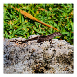 日光の中の小さなトカゲ ポスター