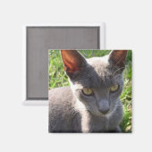 日光の中の猫 マグネット (正面/裏面)