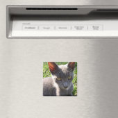 日光の中の猫 マグネット (インサイチュ (食洗機))