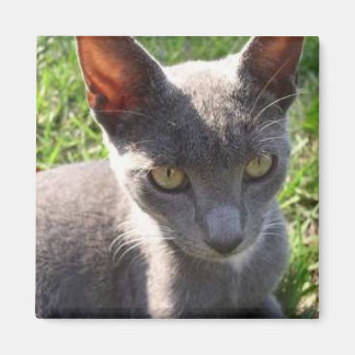 日光の中の猫 マグネット