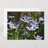 日光の中の花 ポストカード (正面/裏面)