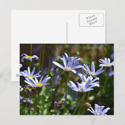 日光の中の花 ポストカード (正面/裏面)