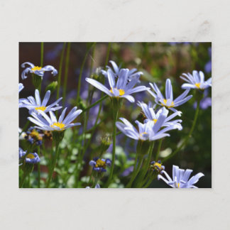 日光の中の花 ポストカード