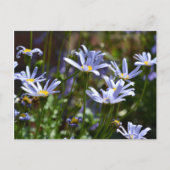 日光の中の花 ポストカード (正面)