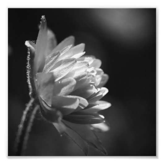 日光の中の花BlackとWhite 8x8 フォトプリント (正面)