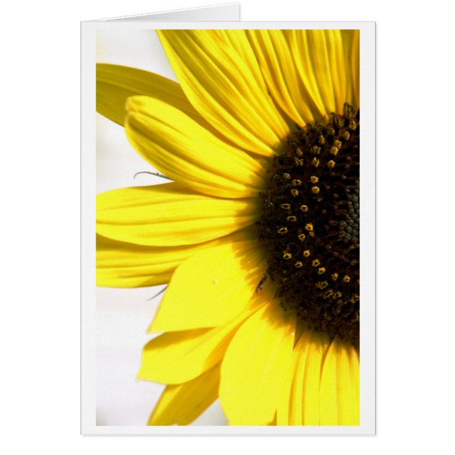 日光の発送 (正面)