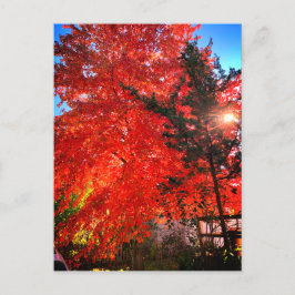 日光の秋 ポストカード
