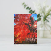 日光の秋 ポストカード (スタンド正面)