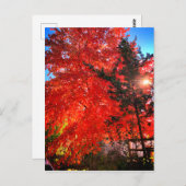 日光の秋 ポストカード (正面/裏面)