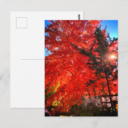 日光の秋 ポストカード (正面/裏面)