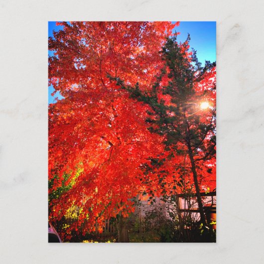 日光の秋 ポストカード (正面)