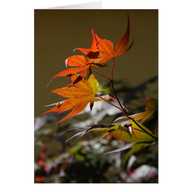 日光の葉 (正面)