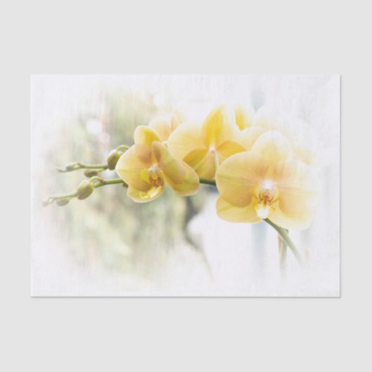 日光の黄色いガ蘭 薄葉紙 (正面)