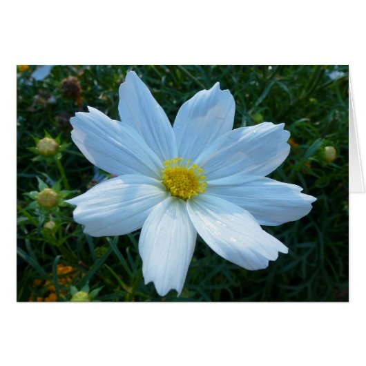 日光を受ける白いコスモスの花フローラ (正面横)