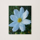 日光を受ける白いコスモスの花フローラ ジグソーパズル (縦)