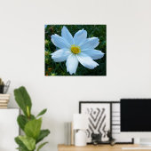 日光を受ける白いコスモスの花フローラ ポスター (ホームオフィス)