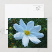 日光を受ける白いコスモスの花フローラ ポストカード (正面/裏面)