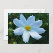 日光を受ける白いコスモスの花フローラ ポストカード (正面/裏面)